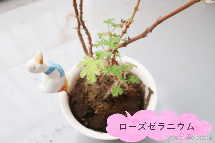 ラ・カスタのアロマシャンプー