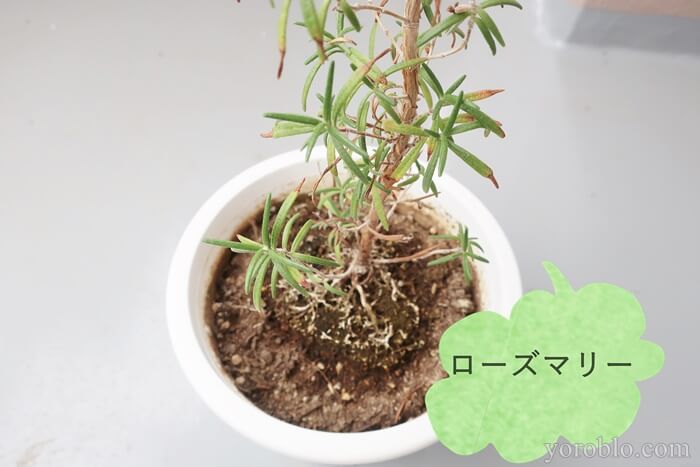 ラ・カスタのアロマシャンプー